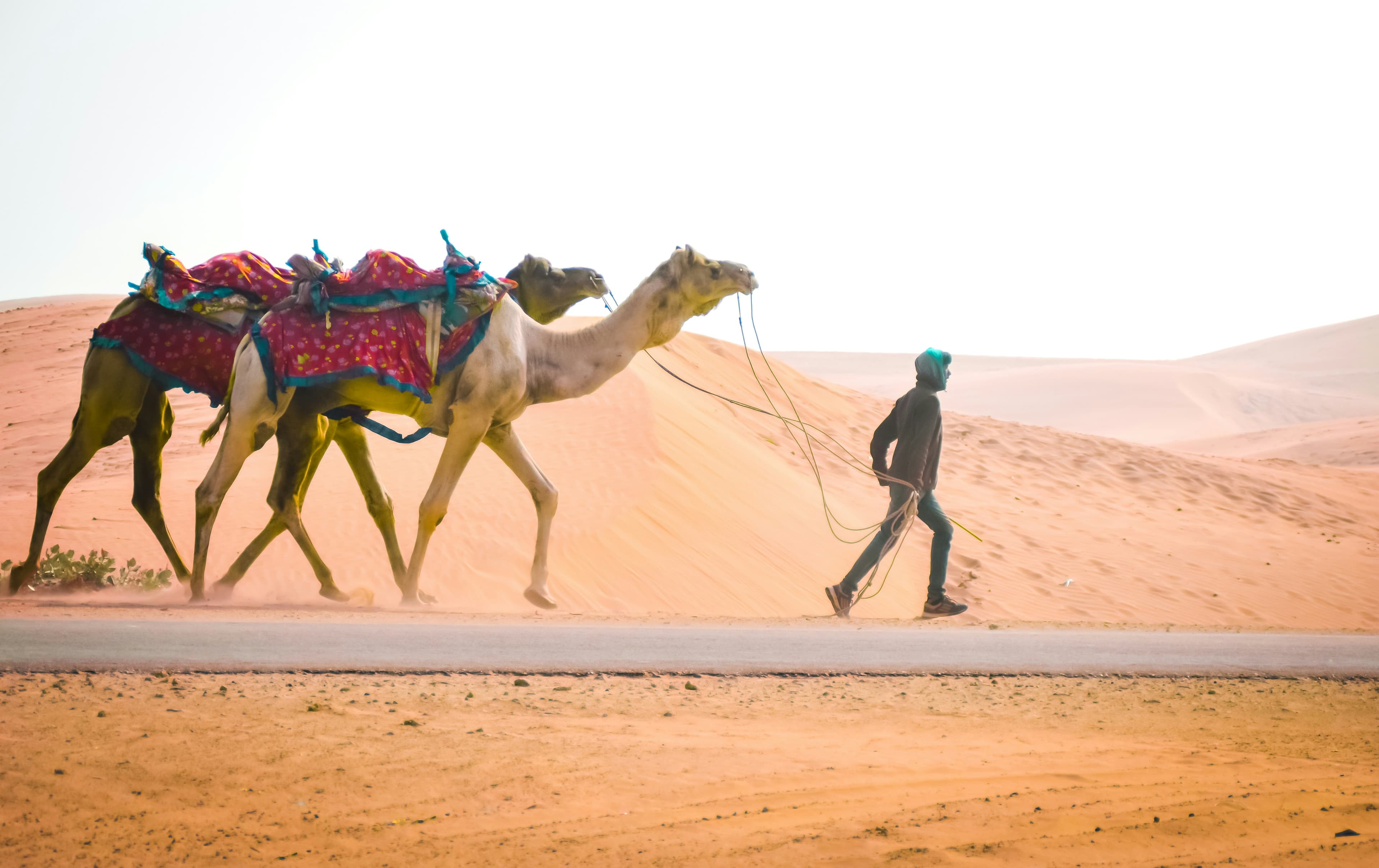 Camel Safari